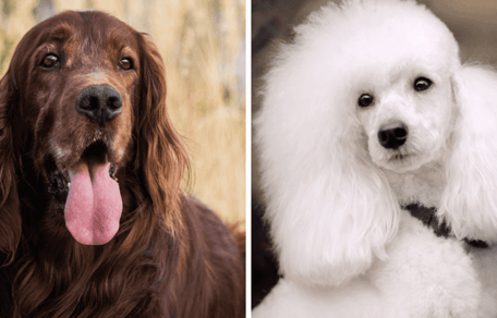 Irish Doodle: Grundrassen