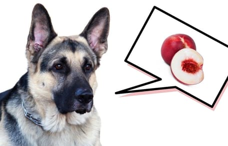 los perros pueden comer nectarina