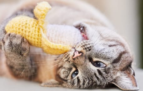 los gatos pueden comer platano