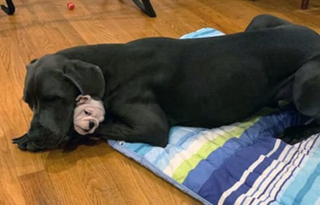 Dog niemiecki tuli małego pieska