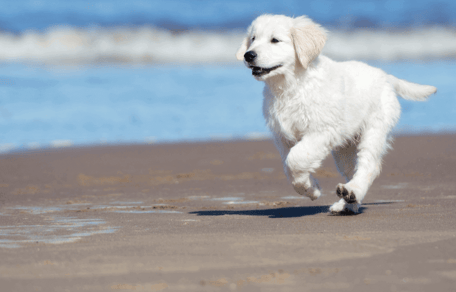 Fröhliches Toben am Strand.