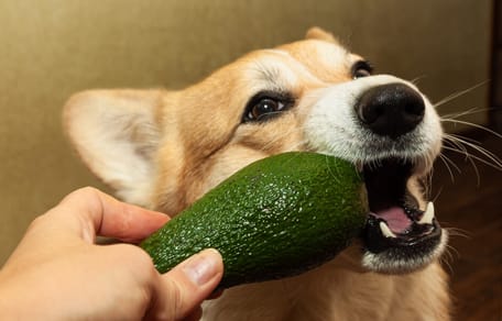 los perros pueden comer aguacate
