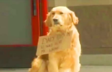 Golden Retriever mit Schild um den Hals