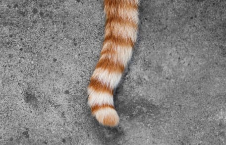 Rot-weißer Katzenschwanz