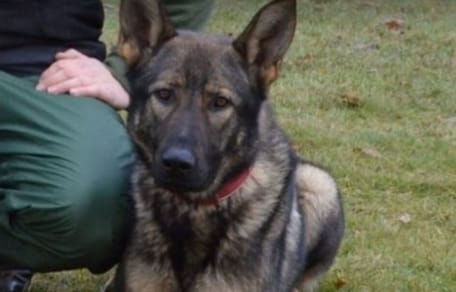 Polizeihund