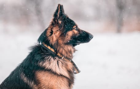 Der Schäferhund wartet geduldig im Schnee