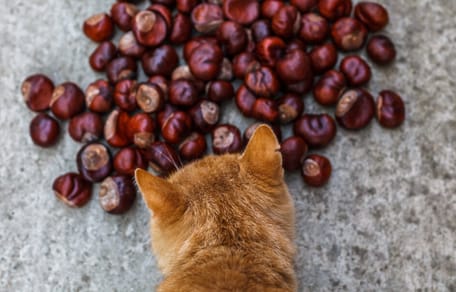 los gatos pueden comer castañas