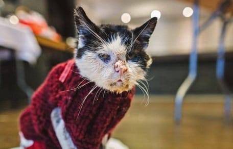 Kranke Katze sitzt in Körbchen