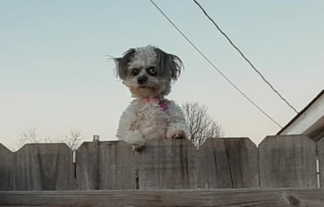 Der kleine Horrorhund aus der Nachbarschaft: Hier hat sich der ein oder andere schon erschrocken