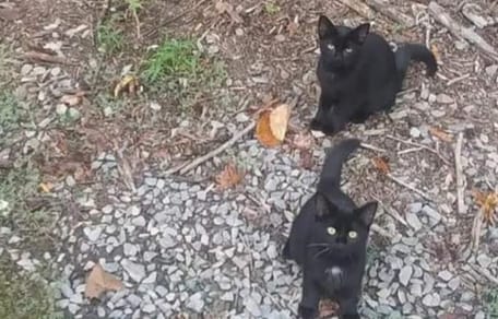 Schwarze Katzen