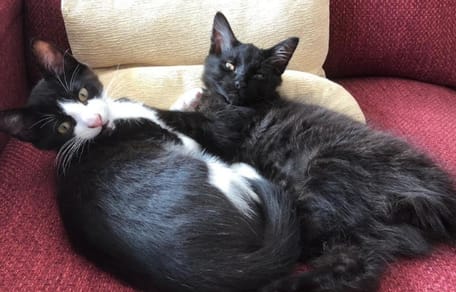Foto de gatos negros en el Día del Gato Negro