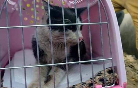 gato rescatado de una tubería