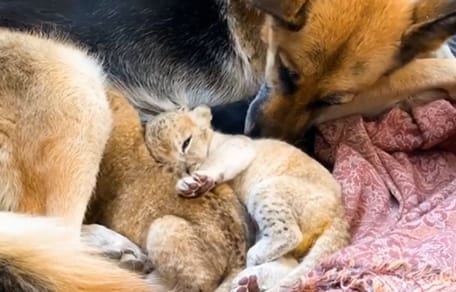 German Shepherd with cub lion