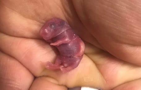 kot drapie w ścianę