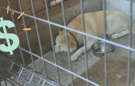 perro en jaula dinero