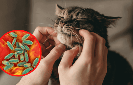 Frau krault Katze mit beiden Händen