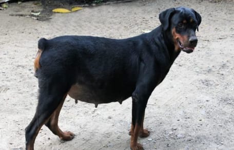 suczka-dobermana