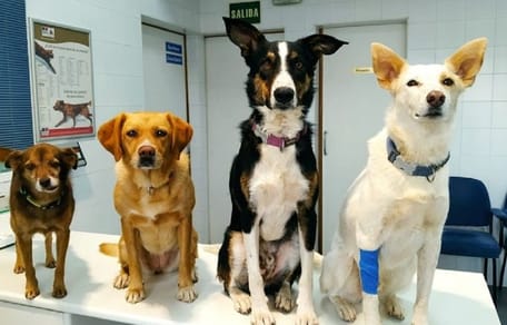 terapia con perros