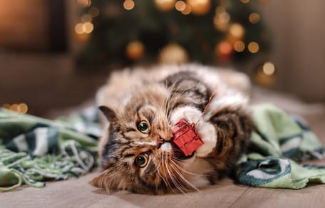 regalos para amantes de los gatos