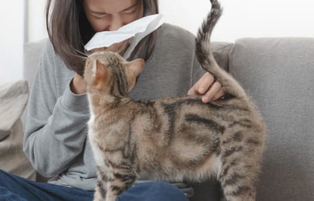 Alergia a los gatos: síntomas, causas y tratamiento