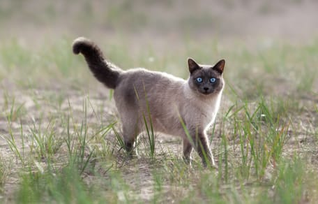 Siamkatze