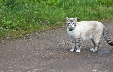 Kätzchen am Straßenrand
