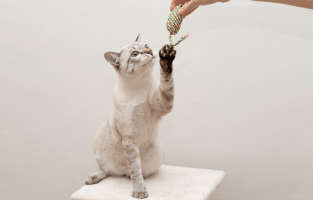 white cat with blue eyes sits on scratching post and plays with cat toy held by owner