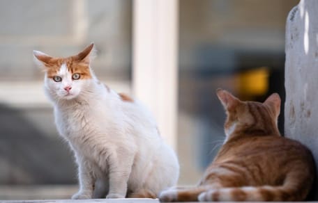due gatti per strada