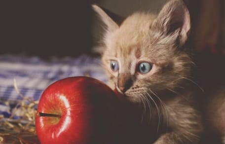los gatos pueden comer manzana