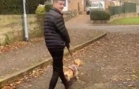 Hund beim Spaziergang