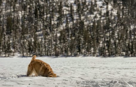 pies golden na śniegu