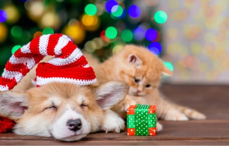 perro y gato regalo navidad