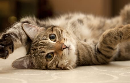 ciekawostki o kotach