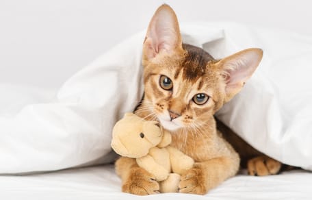 Foto de una raza de gato para niño