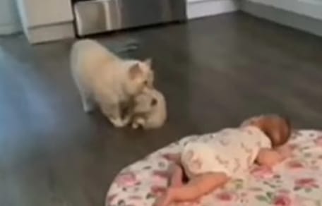 Katze steuert das Baby an