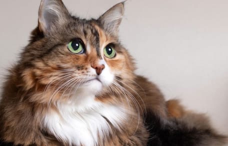 White red and black Domestic long hair cat