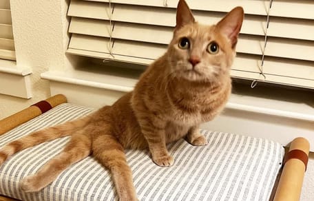 Die behinderte Chloe