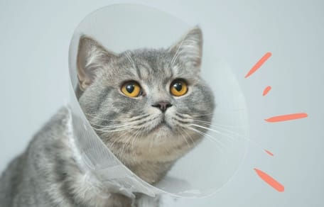 cómo hacer un collar isabelino para gato