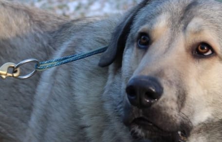 Trauriger Blick: Kangal-Mix Finnick.