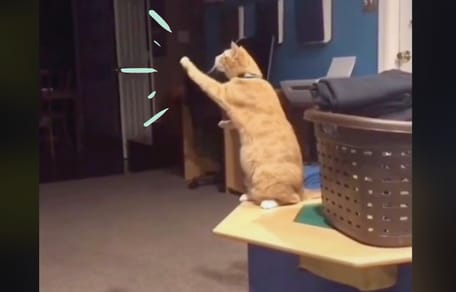 Orange Katze mit Pfoten in der Luft