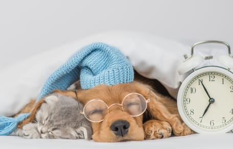 Cambio de hora marzo 2026, ¿cómo afecta a los perros y gatos?