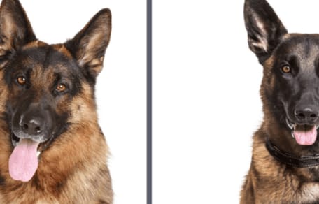 Deutscher oder belgischer Schäferhund