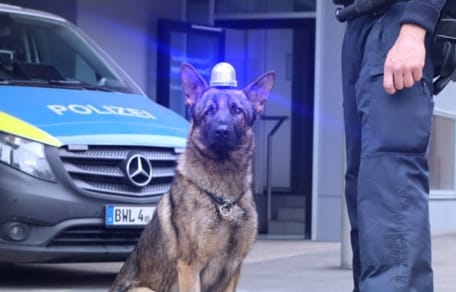Hund mit Blaulicht auf dem Kopf.