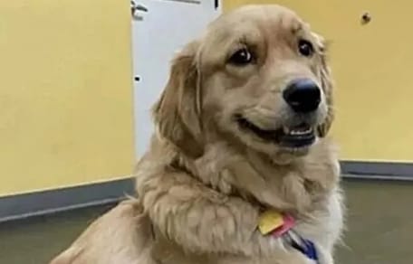 Der Hund scheint zu lachen.