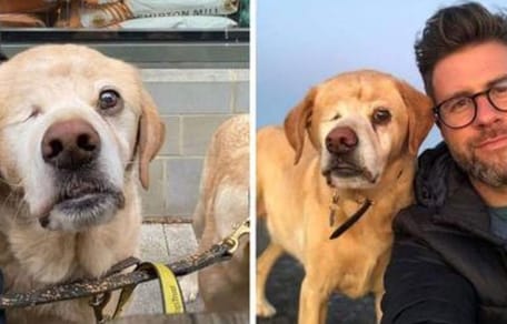 Einäugiger Labrador und Dr. Greenwood