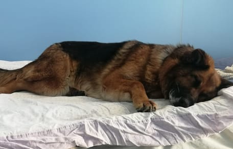 Schäferhündin schläft auf dem Bett.