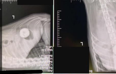 Das Röntgenbild vom Cane Corso.