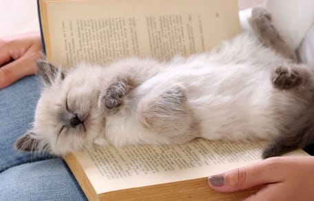Libros de gatos: obras maestras para regalar a los amantes de los gatos