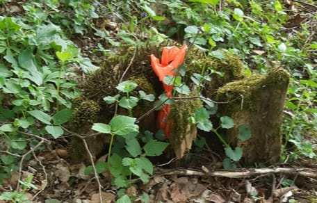 Eine Frau geht im Wald spazieren und kocht vor Wut: „So eine Schei..!“