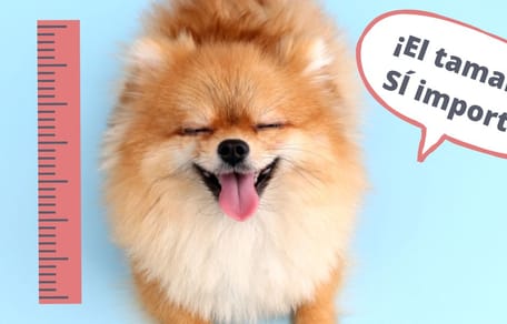 los 10 perros más pequeños del mundo